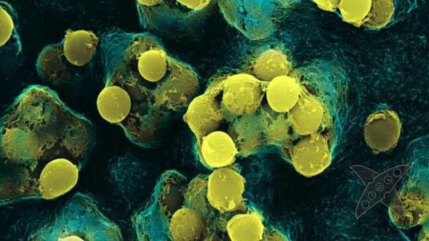 Отвратительные вещи в человеческом теле