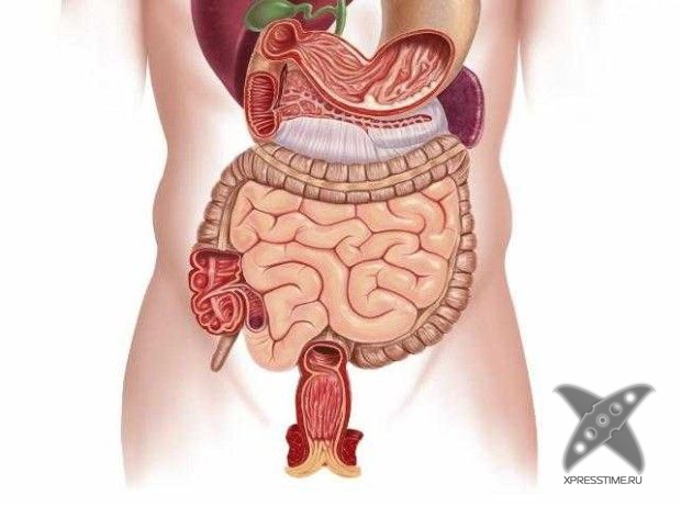 Отвратительные вещи в человеческом теле