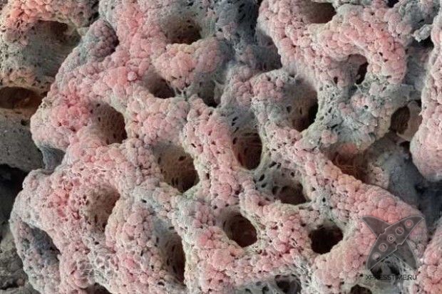 Отвратительные вещи в человеческом теле