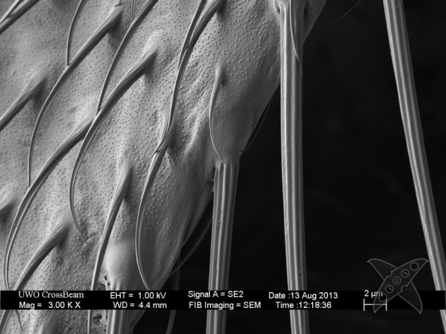 Взгляд на вещи глазами микроскопа