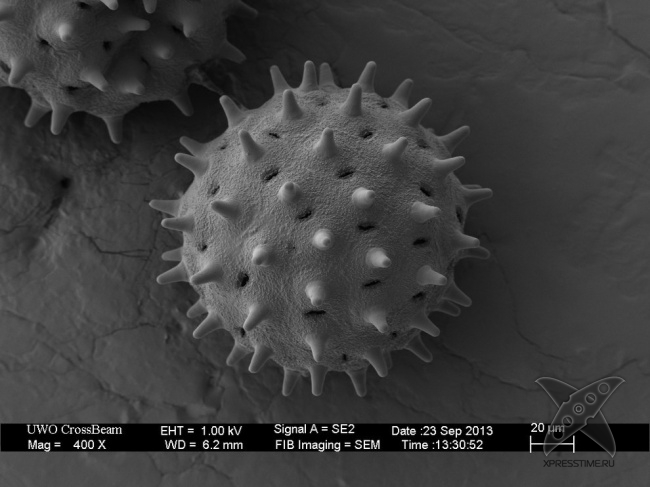 Взгляд на вещи глазами микроскопа