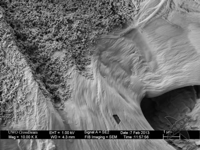 Взгляд на вещи глазами микроскопа