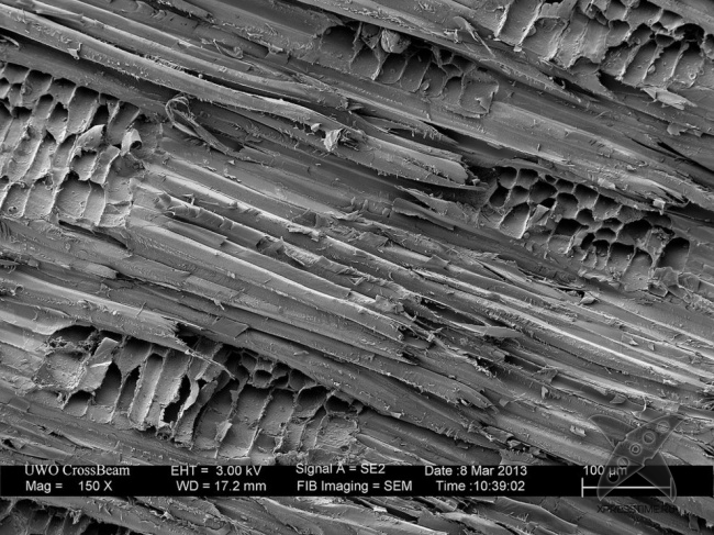 Взгляд на вещи глазами микроскопа