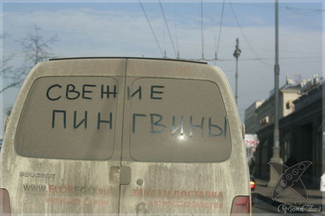 Забавные надписи на авто