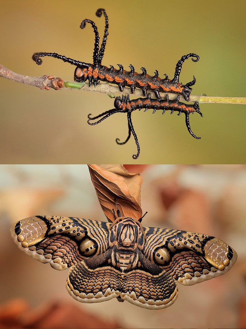 Гусеницы и бабочки, в которых они превращаются-1