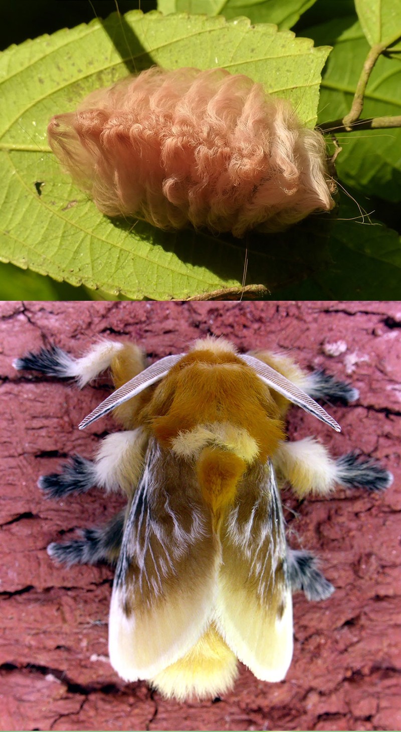 Гусеницы и бабочки, в которых они превращаются-11