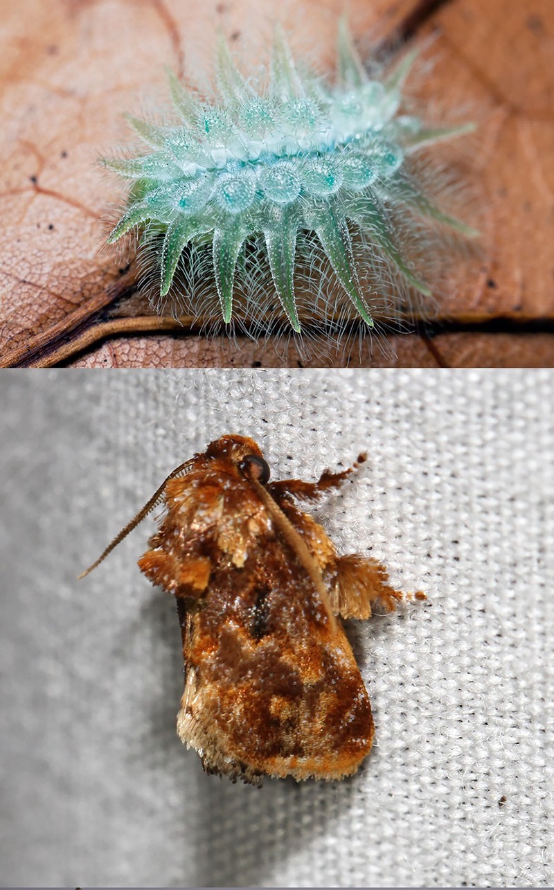 Гусеницы и бабочки, в которых они превращаются-13