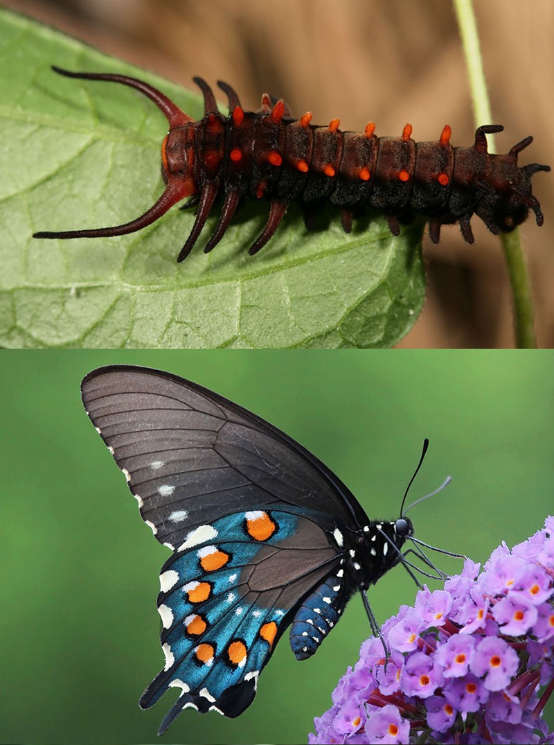 Гусеницы и бабочки, в которых они превращаются-16