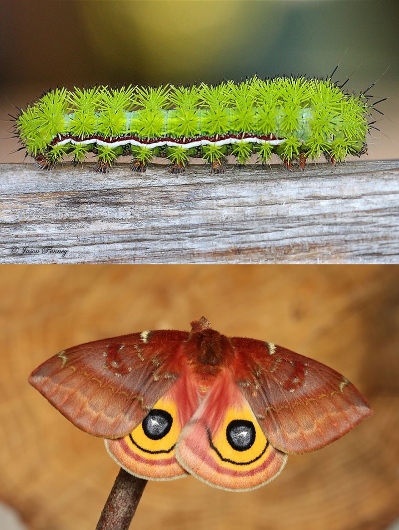 Гусеницы и бабочки, в которых они превращаются-18