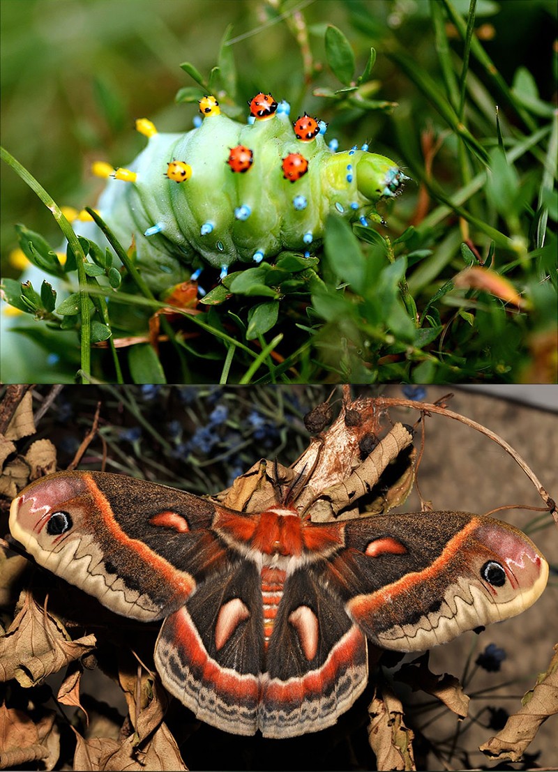 Гусеницы и бабочки, в которых они превращаются-2