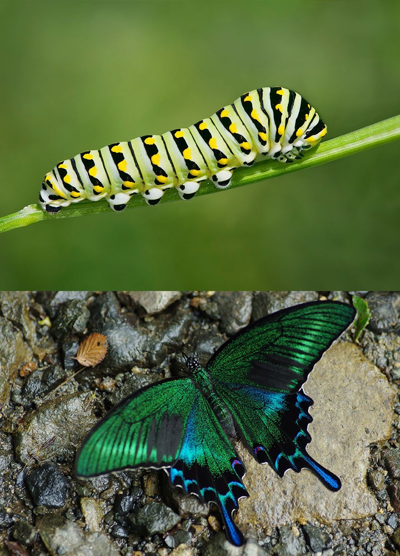 Гусеницы и бабочки, в которых они превращаются-4