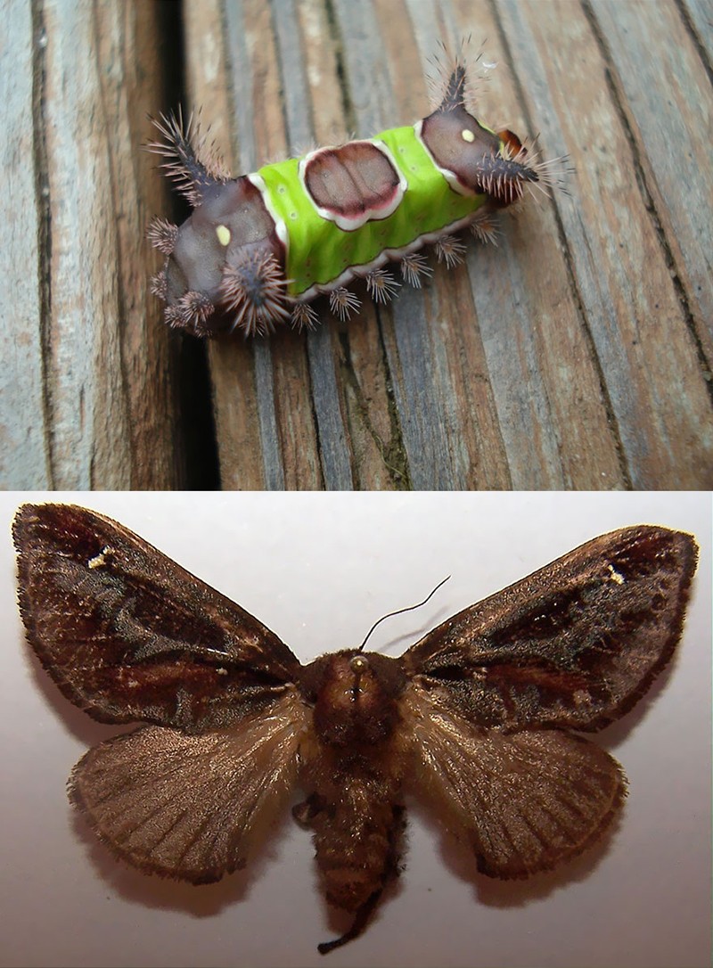 Гусеницы и бабочки, в которых они превращаются-7