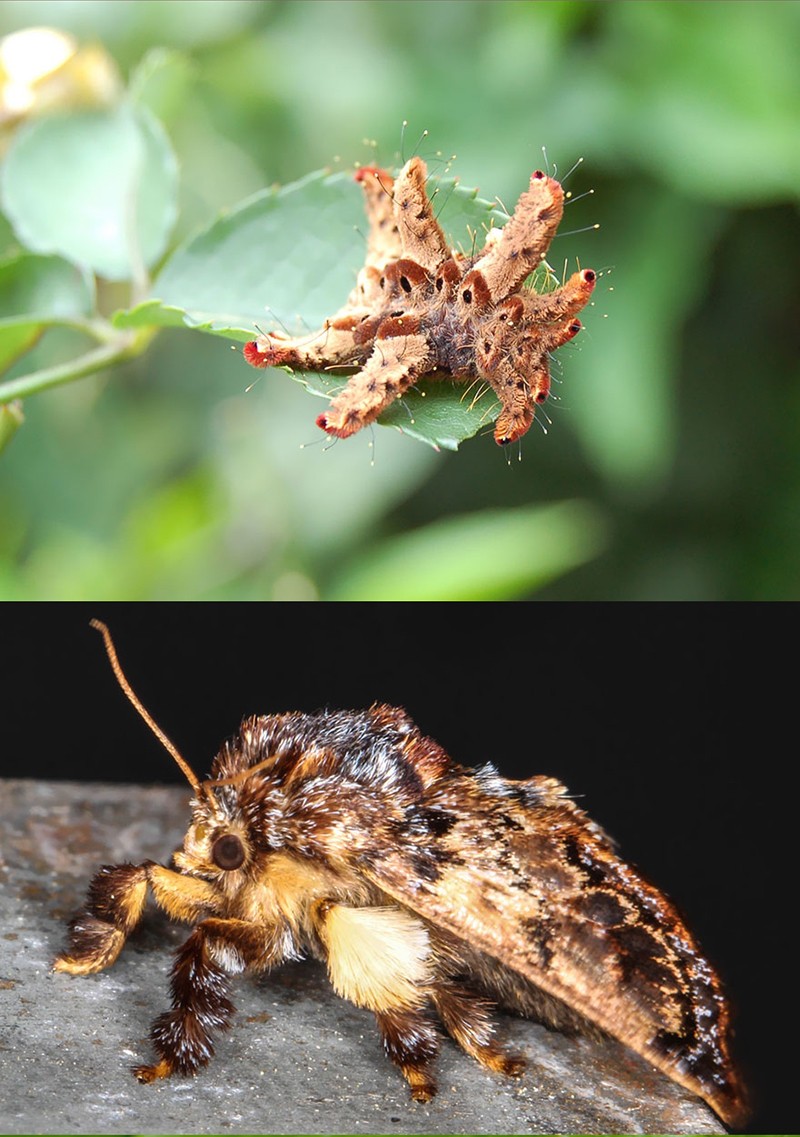 Гусеницы и бабочки, в которых они превращаются-8