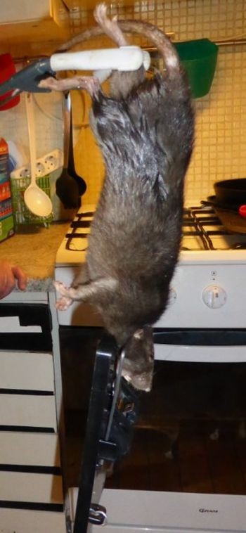 В ловушку попался маленький вредитель-3