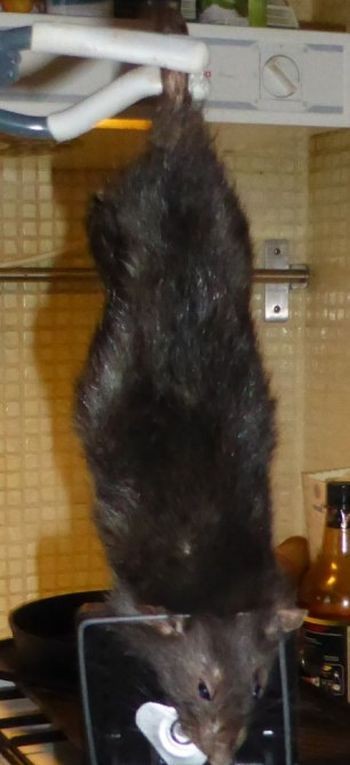 В ловушку попался маленький вредитель-4