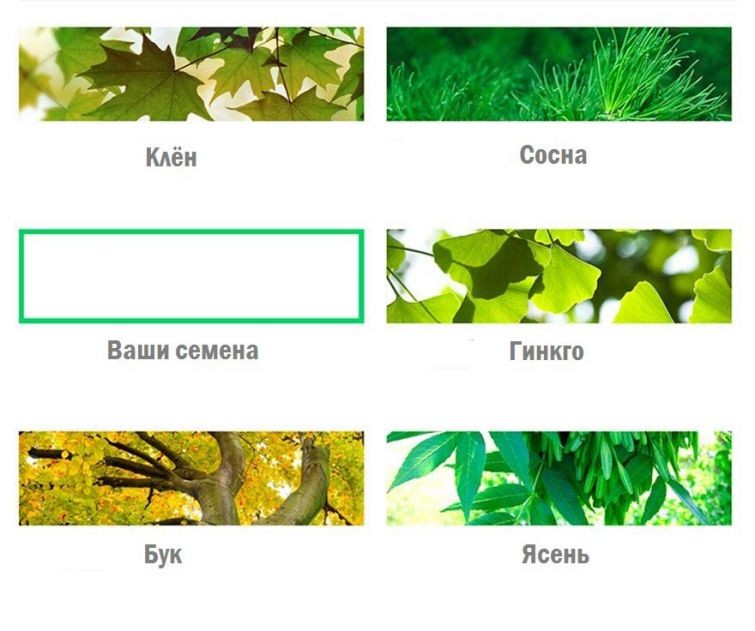 Превращение в дерево после смерти-4