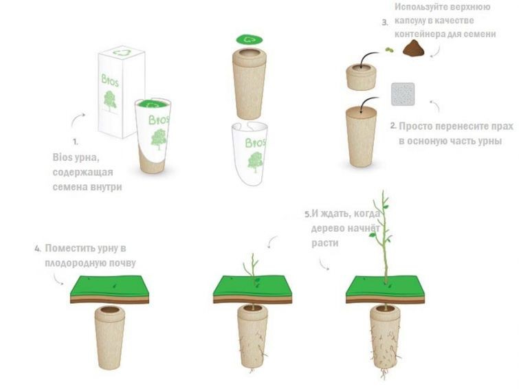 Превращение в дерево после смерти-6