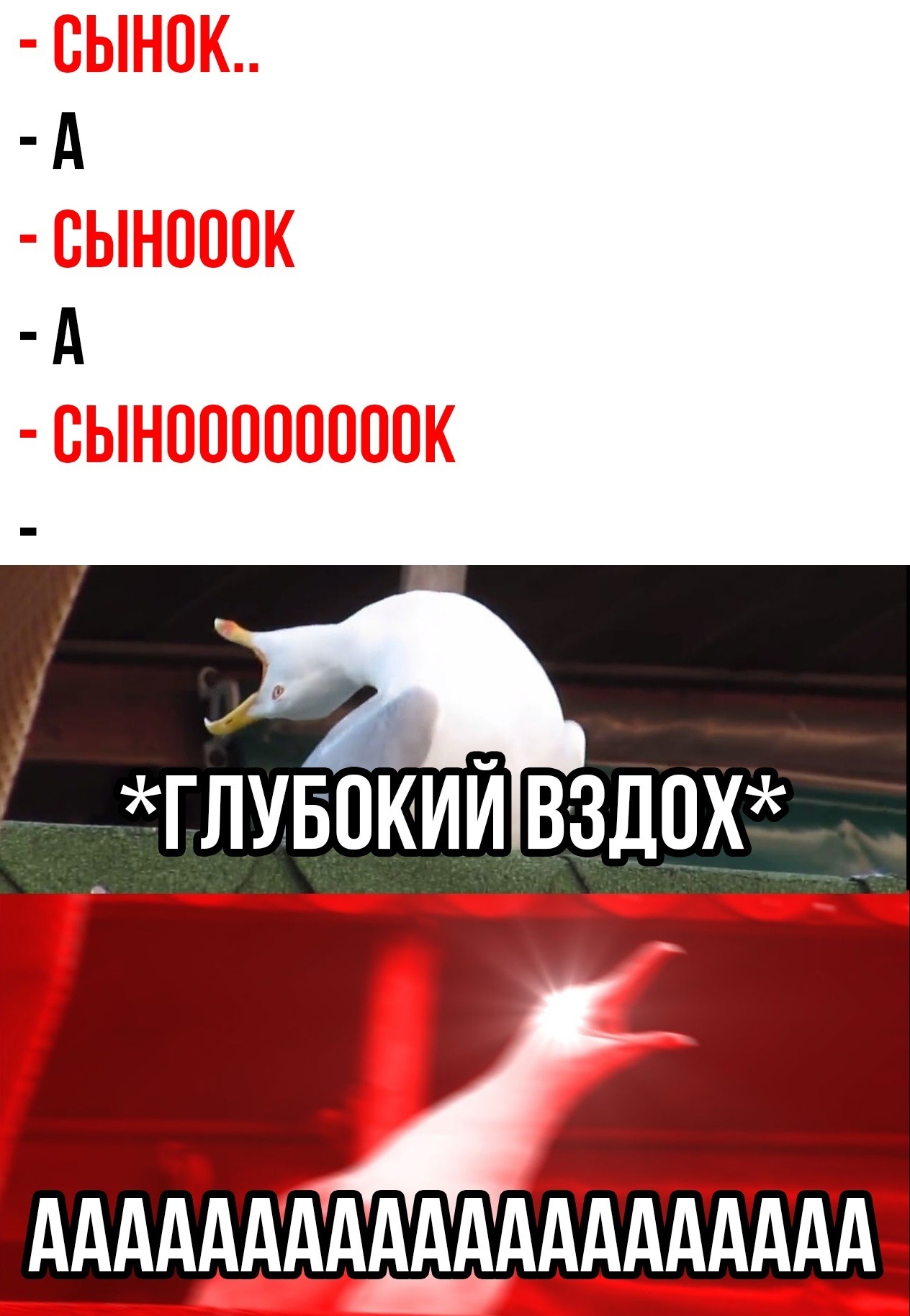 Кричащая чайка мем