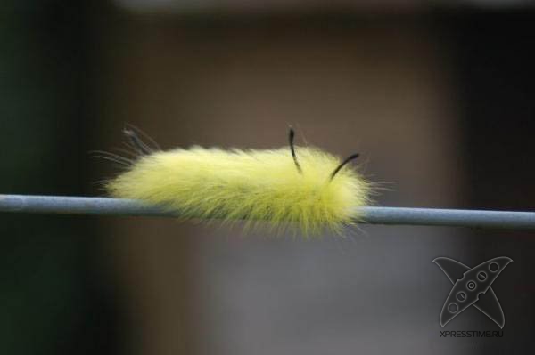 Страшно красивые гусеницы