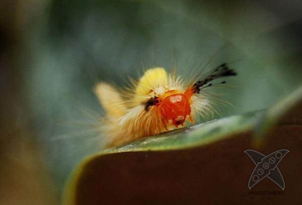 Страшно красивые гусеницы