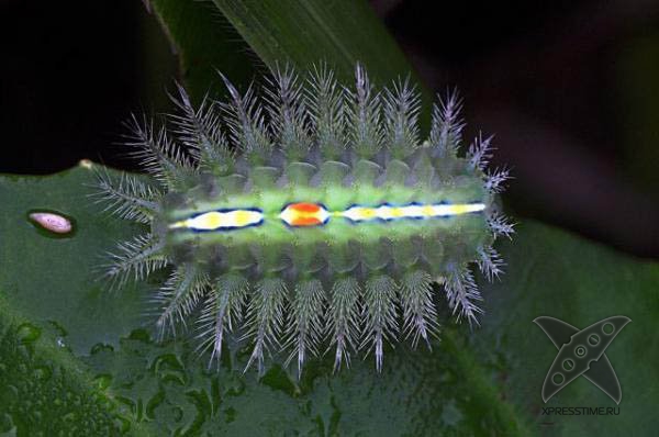 Страшно красивые гусеницы