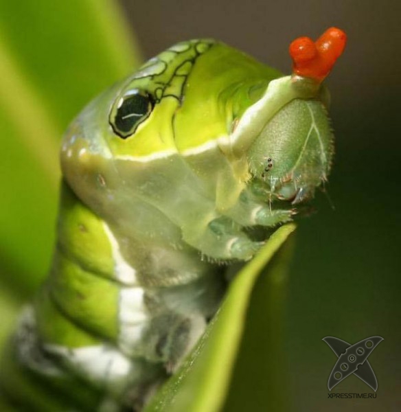 Страшно красивые гусеницы