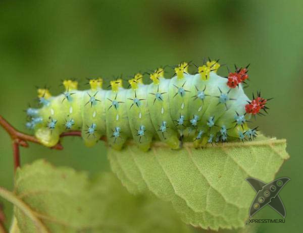 Страшно красивые гусеницы