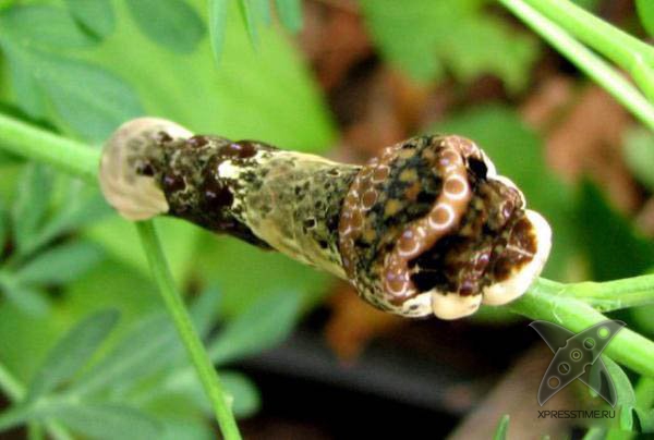 Страшно красивые гусеницы