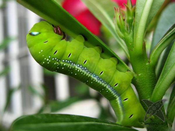 Страшно красивые гусеницы