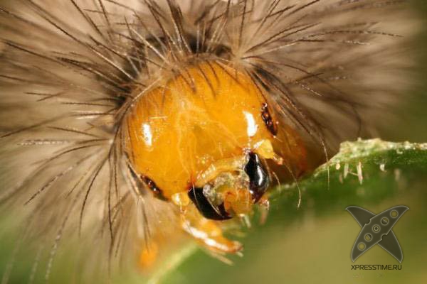 Страшно красивые гусеницы