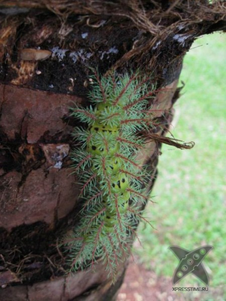 Страшно красивые гусеницы