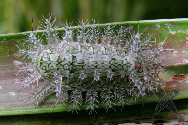 Страшно красивые гусеницы