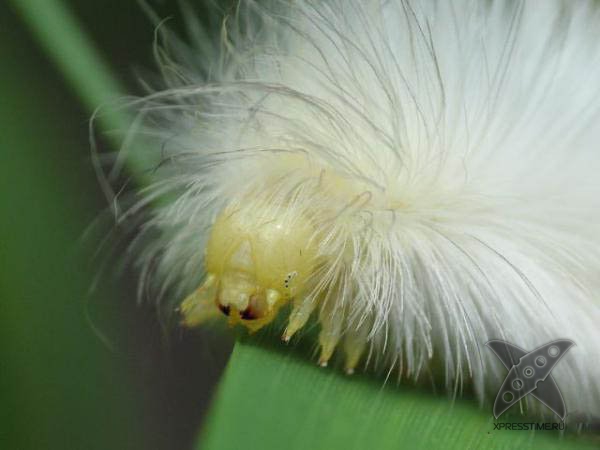 Страшно красивые гусеницы