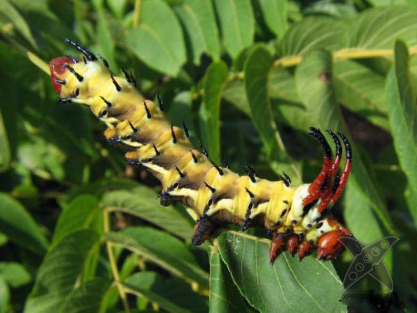 Страшно красивые гусеницы