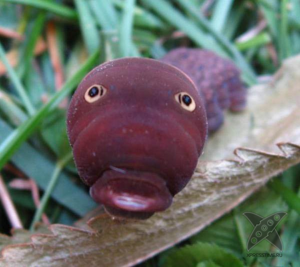 Страшно красивые гусеницы