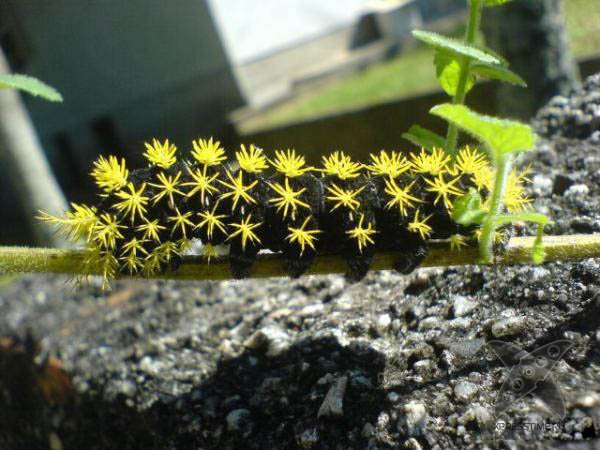 Страшно красивые гусеницы