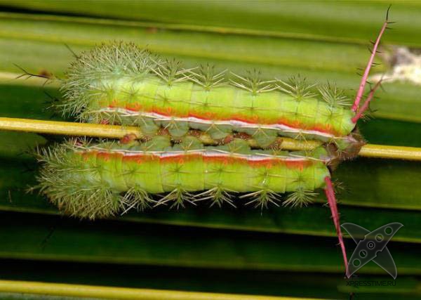 Страшно красивые гусеницы