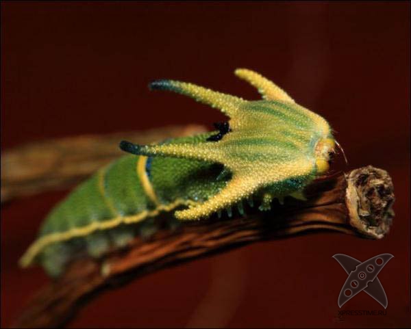 Страшно красивые гусеницы