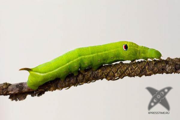 Страшно красивые гусеницы