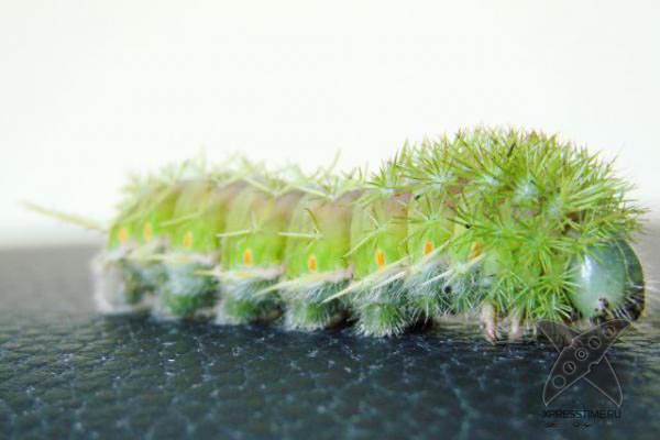 Страшно красивые гусеницы