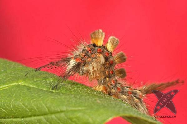 Страшно красивые гусеницы