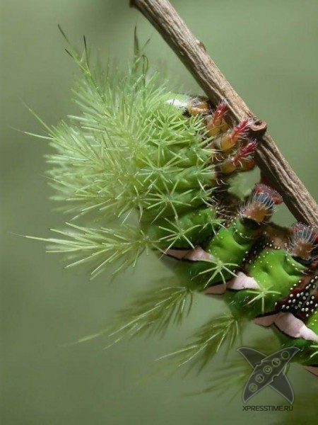 Страшно красивые гусеницы