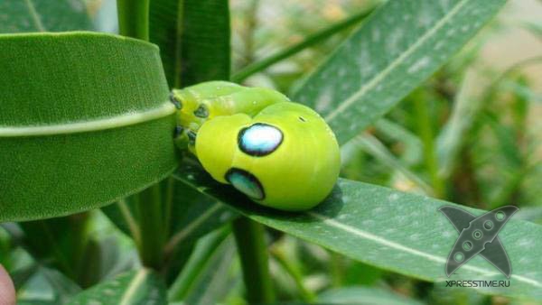 Страшно красивые гусеницы