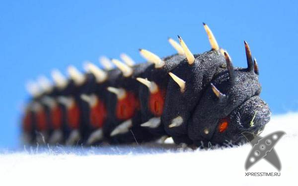 Страшно красивые гусеницы