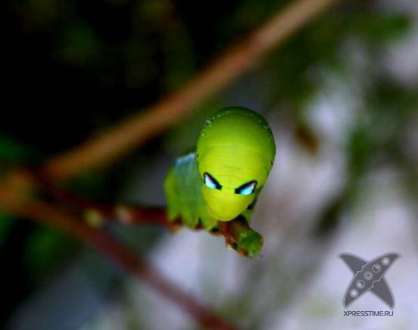 Страшно красивые гусеницы