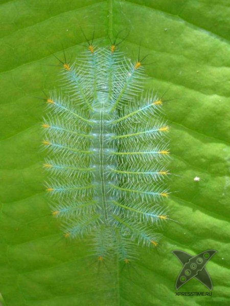 Страшно красивые гусеницы