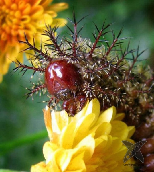 Страшно красивые гусеницы