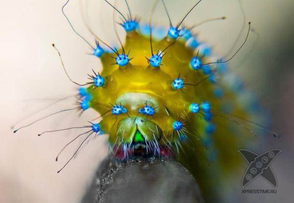 Страшно красивые гусеницы