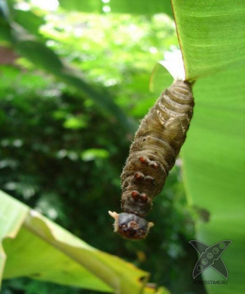 Страшно красивые гусеницы