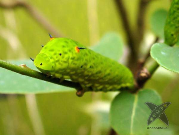 Страшно красивые гусеницы